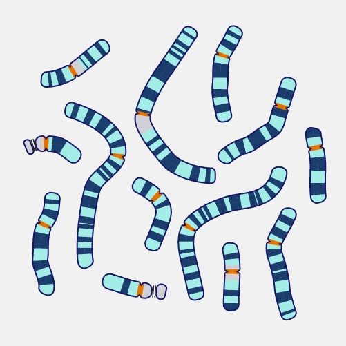 Generic chromosome spread illustration. Image courtesy of the National Human Genome Research Institute (genome.gov). As a work of the U.S. federal government, this image is in the public domain.